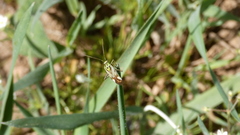 Reuterista instabilis