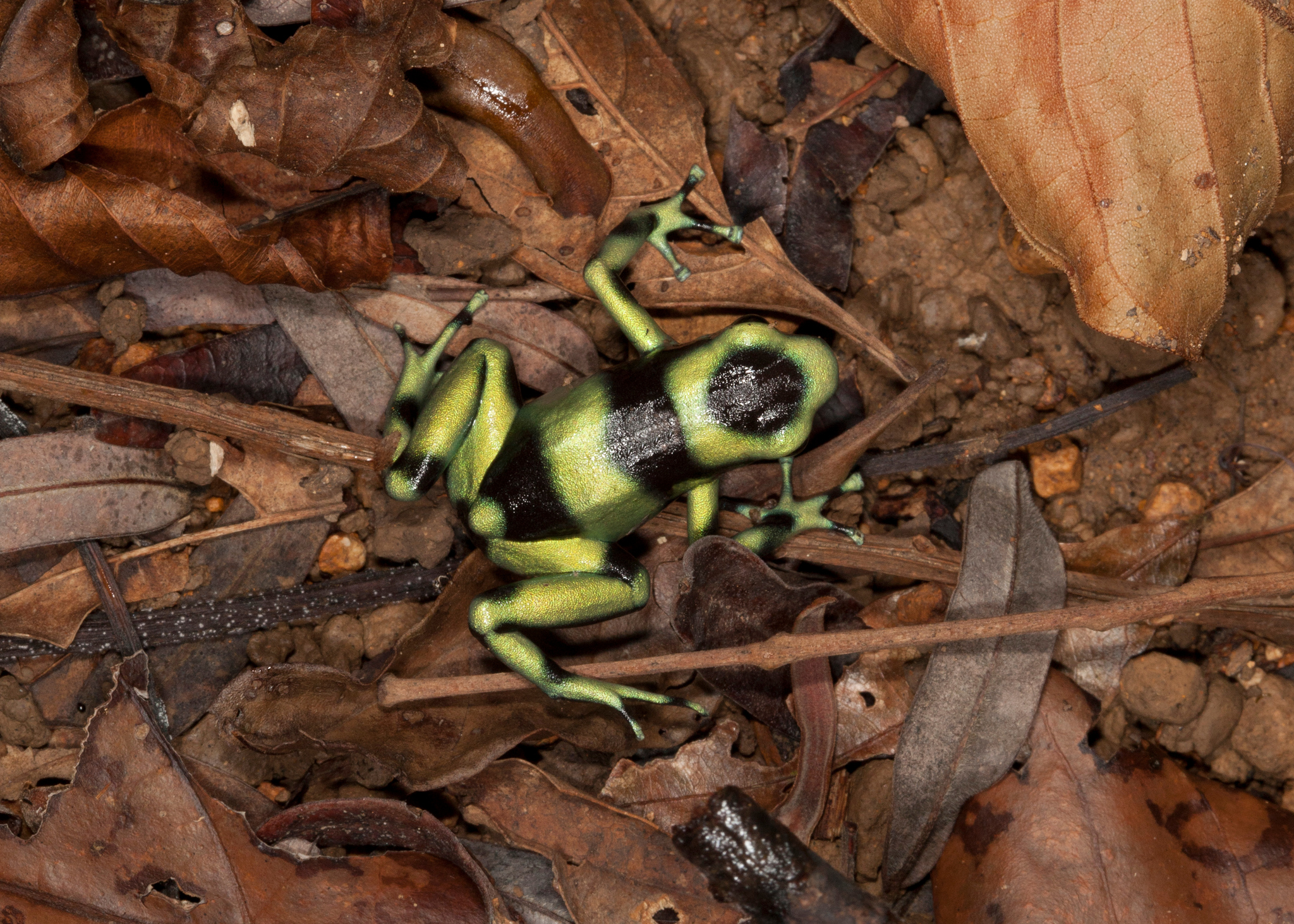 Green-and-black Poison Dart Frog (Dendrobates auratus) · iNaturalist