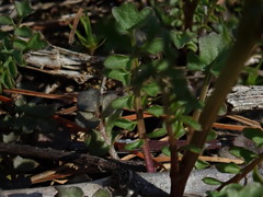 Cardamine parviflora