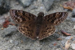 Erynnis martialis