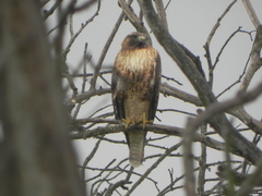 Buteo jamaicensis