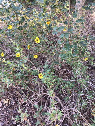 iNaturalist observation photo of California brittlebush