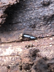 Teredus cylindricus