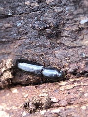 Teredus cylindricus