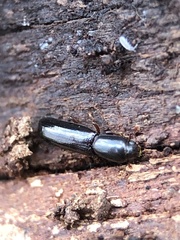 Teredus cylindricus