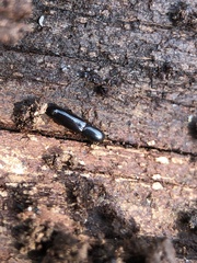 Teredus cylindricus