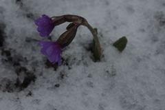 Primula amoena