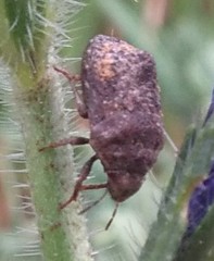 Psacasta tuberculata