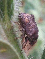 Psacasta tuberculata