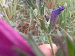 Psacasta tuberculata