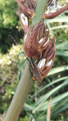 Agapanthia asphodeli