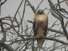 Buteo jamaicensis
