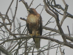 Buteo jamaicensis