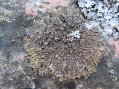 Xanthoparmelia pulla