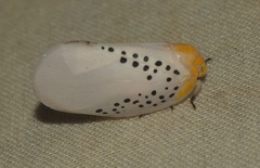 Poekilloptera phalaenoides