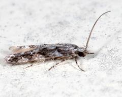 Coleotechnites florae