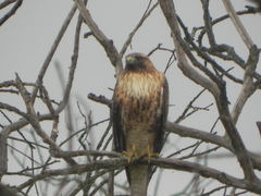 Buteo jamaicensis
