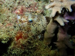 Notolabrus parilus
