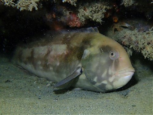 Brownspotted Wrasse