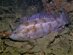 Notolabrus parilus