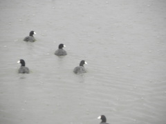 Fulica americana