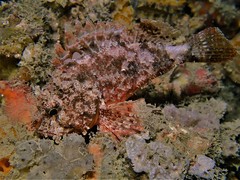 Scorpaena sumptuosa