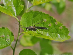 Coelichneumon azotus