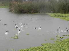 Fulica americana