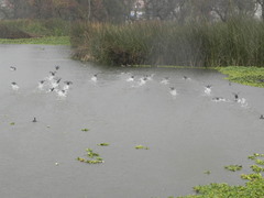 Fulica americana