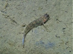 Acentrogobius pflaumii