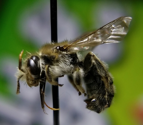 Calliopsis anthidia