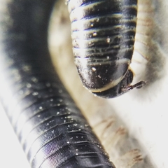 Ommatoiulus sabulosus aimatopodus