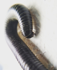 Ommatoiulus sabulosus aimatopodus