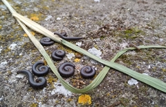 Ommatoiulus sabulosus aimatopodus