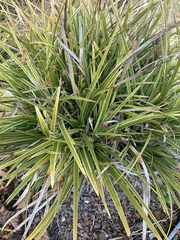 Carex morrowii