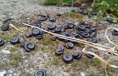 Ommatoiulus sabulosus aimatopodus