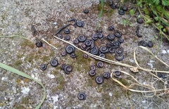 Ommatoiulus sabulosus aimatopodus