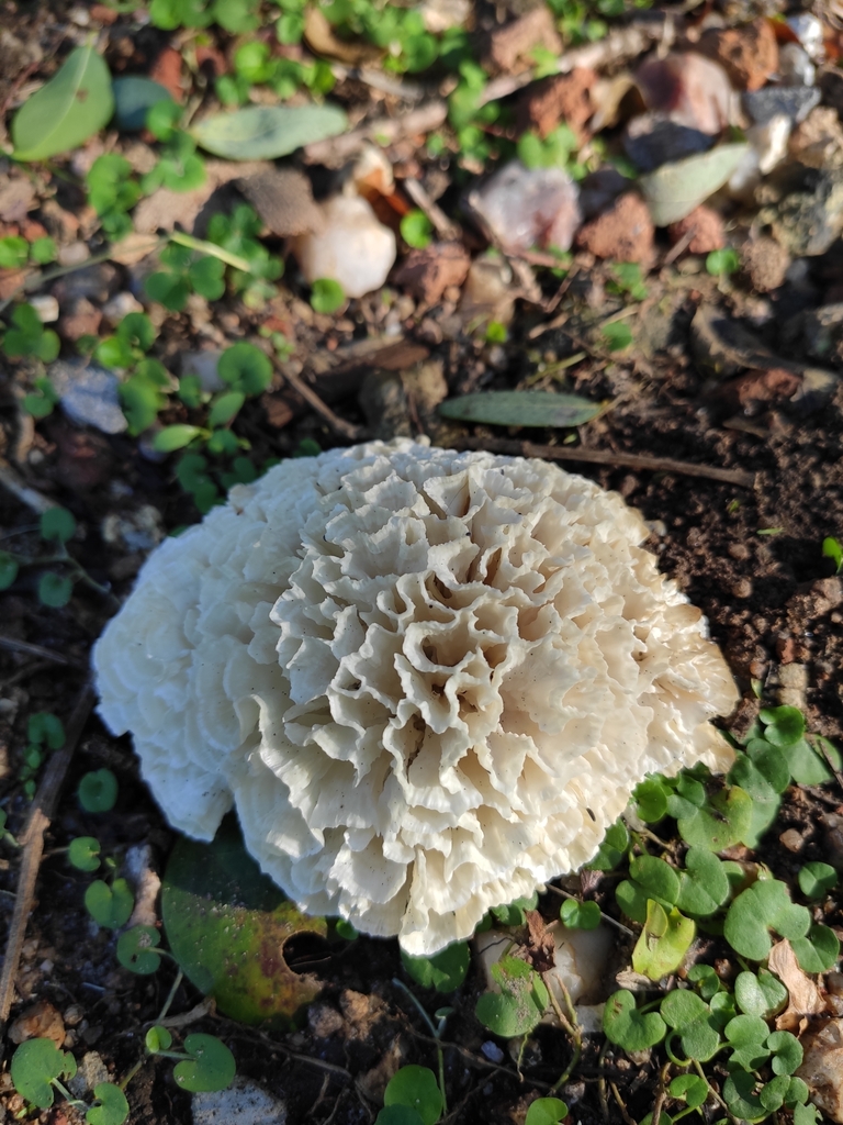Irpex rosettiformis · April 2021 · photo: © alforrulo (iNaturalist, cc0)