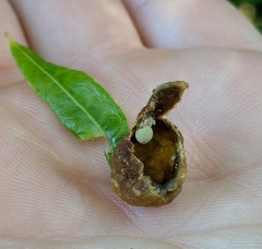 Dryocosmus quercuslaurifoliae