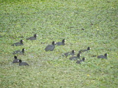 Fulica americana
