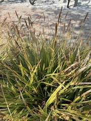 Carex morrowii
