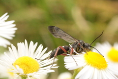 Episyron rufipes