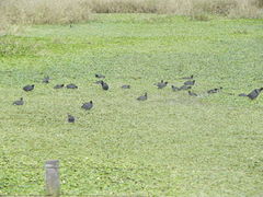 Fulica americana