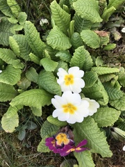 Primula