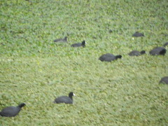 Fulica americana