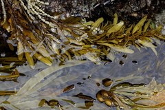 Phyllospora comosa