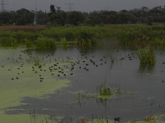 Fulica americana