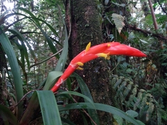 Guzmania nicaraguensis