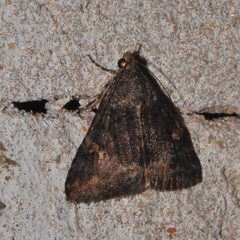 Amyna axis