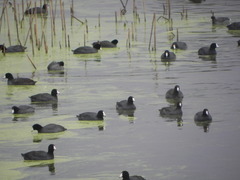 Fulica americana